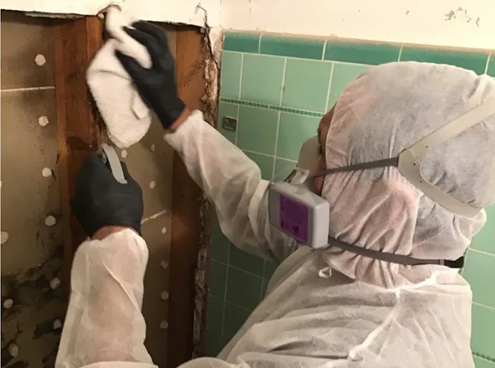 Arizona Mold Picture 7