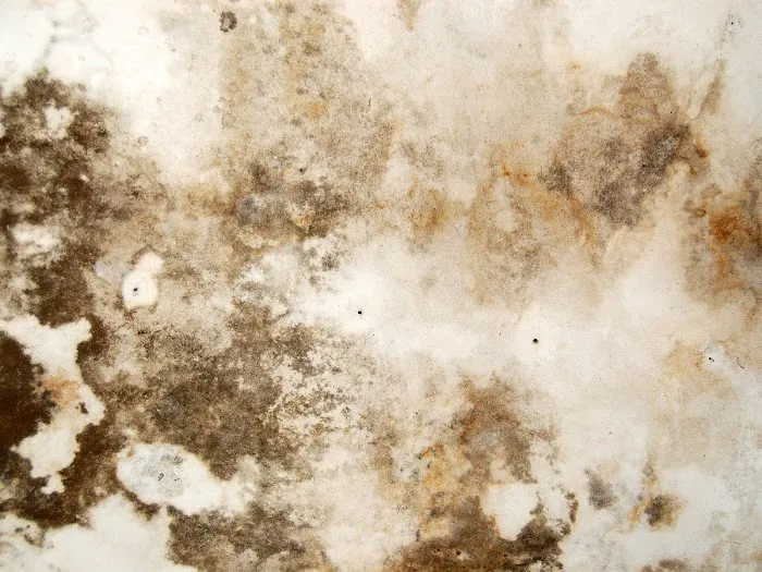 Arizona Mold Picture 1