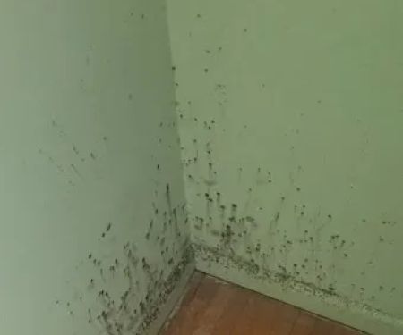 Pure Maintenance of Tucson