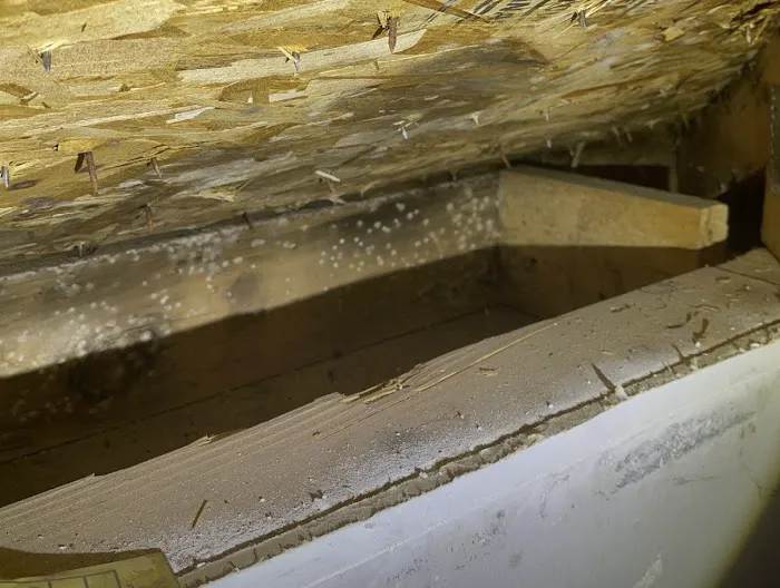 Best Option Restoration of Colorado Springs Picture 3