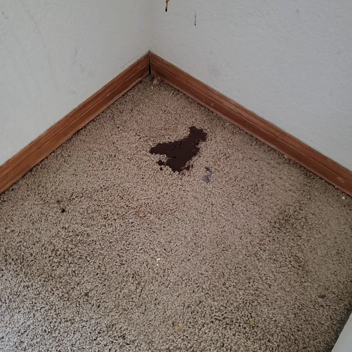 Creative Carpet Care & Restoration Picture 3