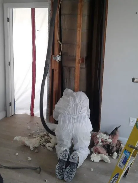 Mold Remediation Los Angeles Experts Picture 2