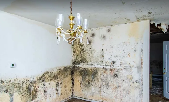 Mold Testing Solution's Picture 3