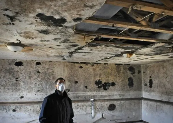 Mold Testing Solution's Picture 4