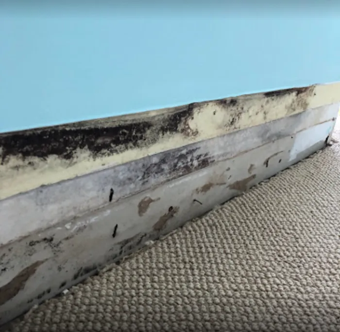 Mold Testing Solution's Picture 7