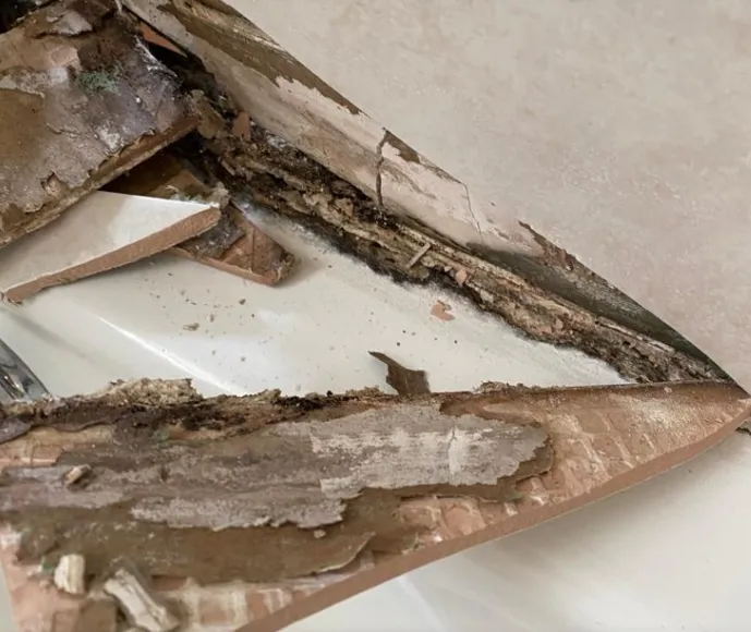 Mold Testing Solution's Picture 6