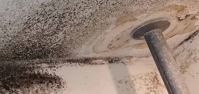 Southern Comfort Picture 5