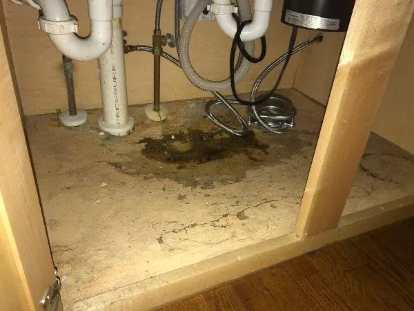 Los Angeles Water Damage Restoration and Mold Inspections Picture 3