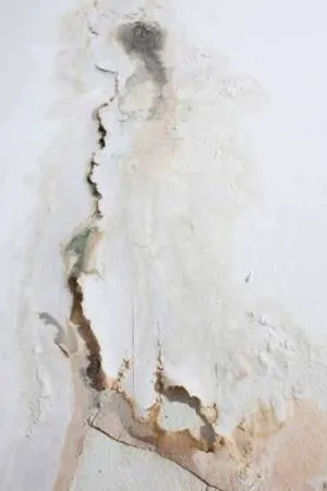 Los Angeles Water Damage Restoration and Mold Inspections Picture 9