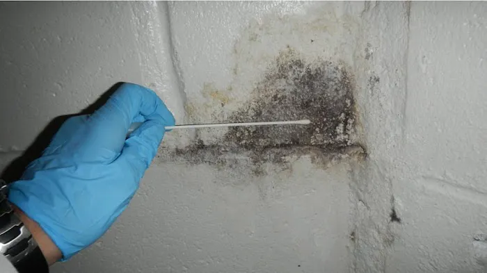 Guardians Mold Removal Los Angeles Picture 1