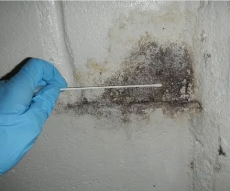 Guardians Mold Removal Los Angeles