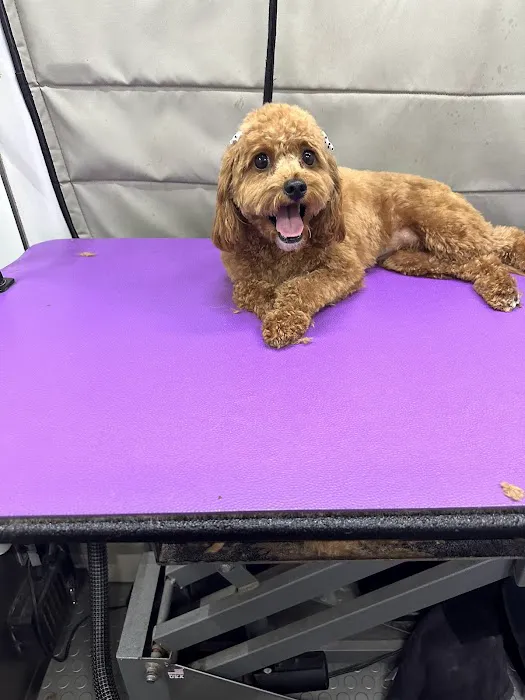 123 Restoration Picture 10