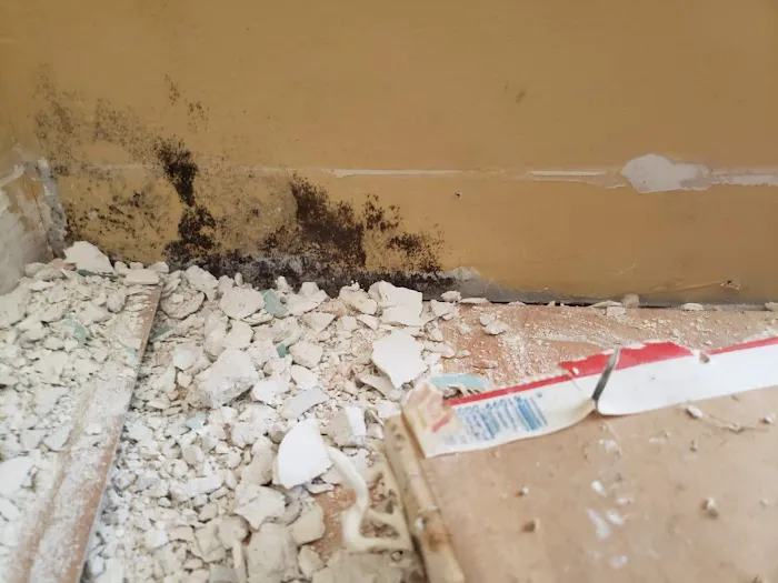 Academy Mold Removal Hermosa Beach Picture 1