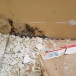 Academy Mold Removal Hermosa Beach