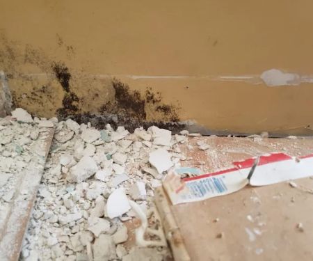 Academy Mold Removal Hermosa Beach