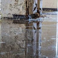 Guardians Mold Removal Rancho Palos Verdes ico