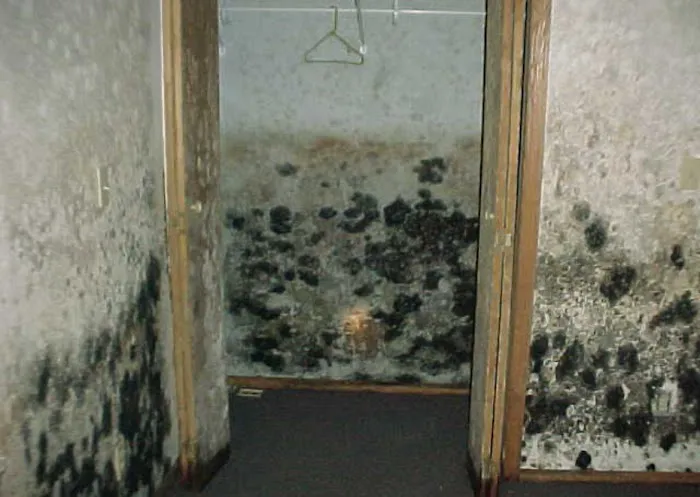 Water Damage Champ Picture 7