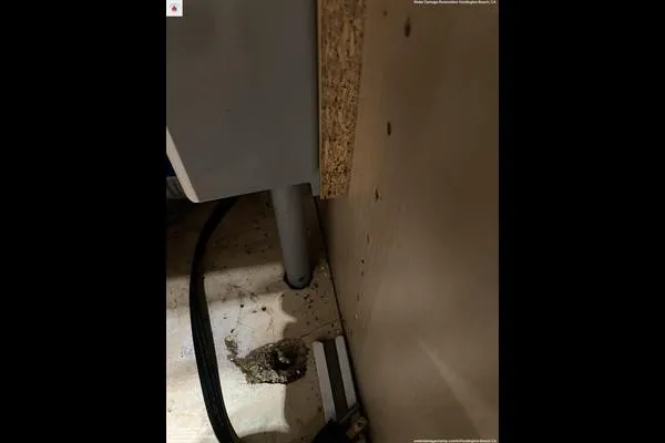 Water Damage Champ Picture 2