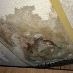 Sewage Damage Extractions