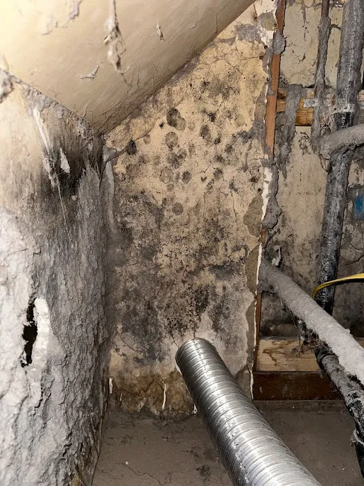 DryAgain Water, Mold & Fire Damage Restoration. Certified Mold Inspections, Testing & Removal Picture 3