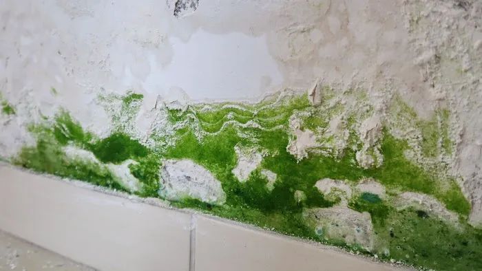 Mold Removal Contractor | Mold Inspection Service Picture 4