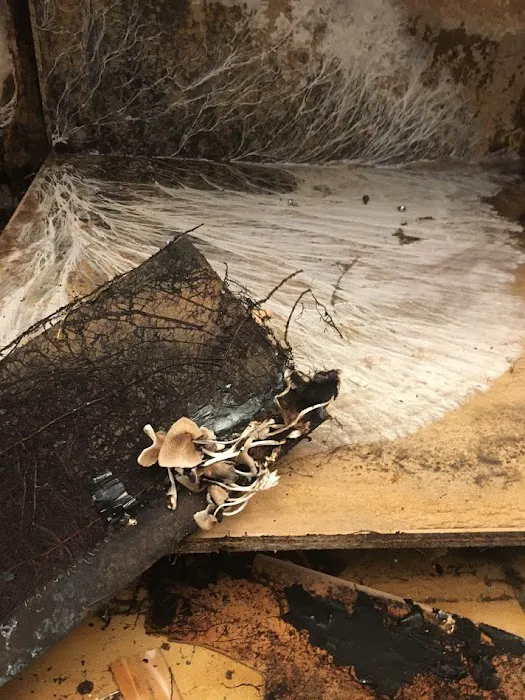 Servpro of Lake Forest South & Laguna Woods Picture 7