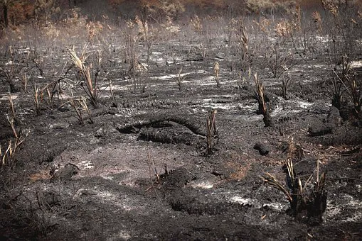 California Premier Restoration Picture 6