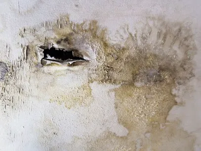 IBM Water Damage Restoration Picture 2