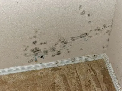 DryEasy water damage Extraction Picture 3