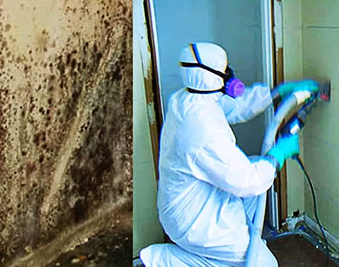 Active Mold Control LLC Picture 3