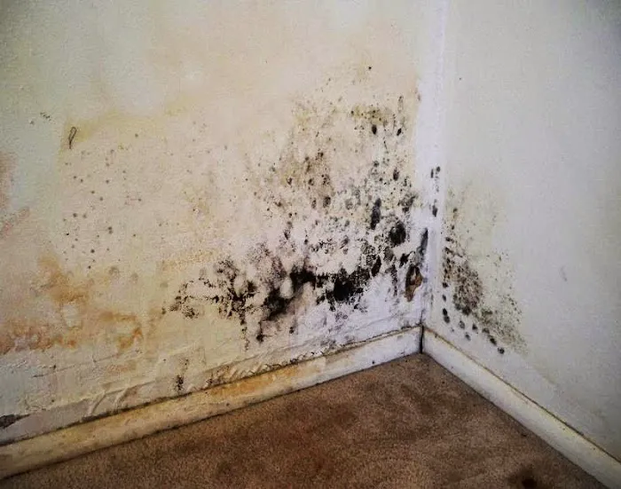 Active Mold Control LLC Picture 2