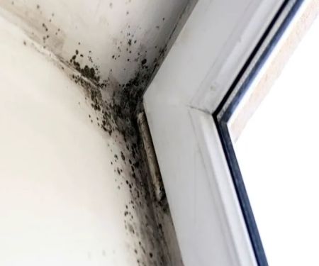 The Beaver State Mold