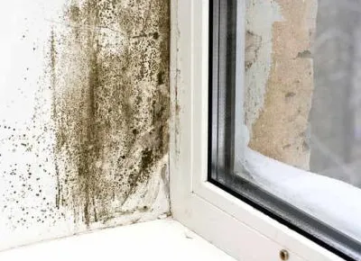 NW Mold Removal Picture 3