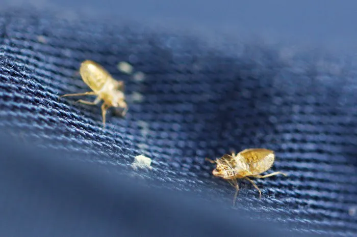 Pure Environmental Picture 1