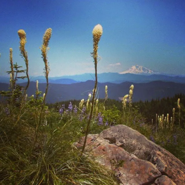 Pure Environmental Picture 4