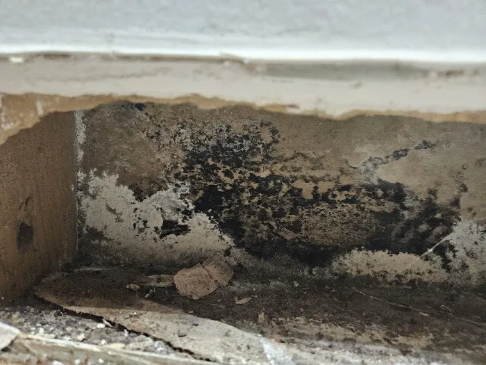 Duke Restoration Picture 8