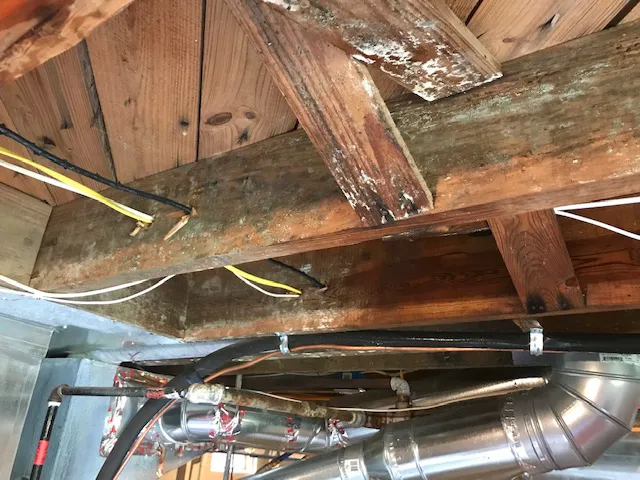 Certified Water and Mold Picture 2