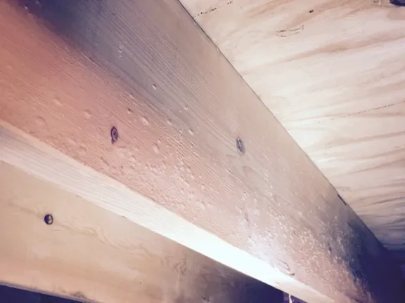 The Mold Pros, LLC Picture 6