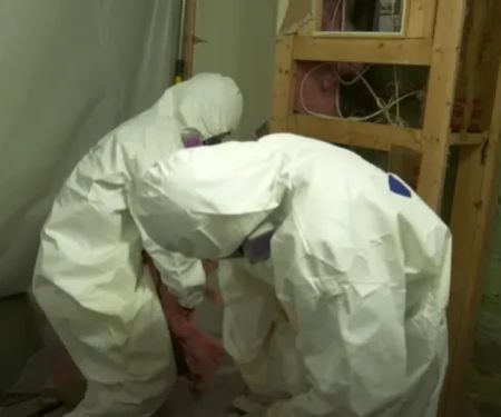 Urgent Mold Removal Miami