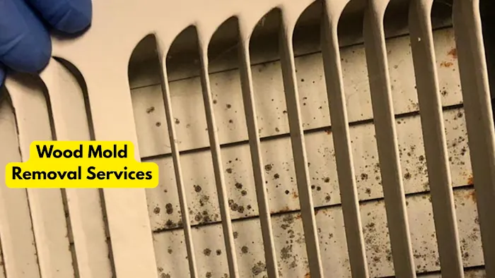 Miami Mold Professionals Picture 4