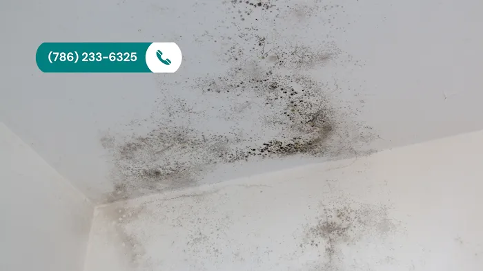 Miami Mold Professionals Picture 3