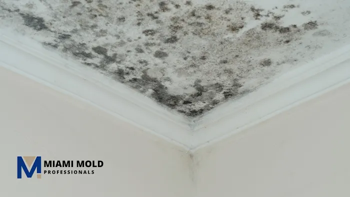Miami Mold Professionals Picture 1