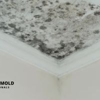 Miami Mold Professionals ico