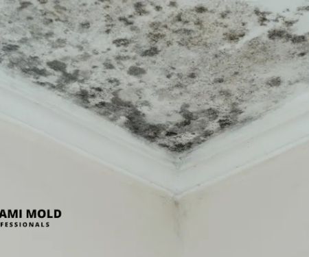 Miami Mold Professionals