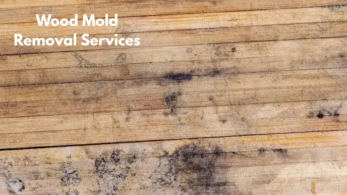 Miami Mold Professionals Picture 8