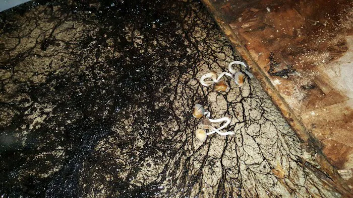 Coastal Oasis Water Damage Solutions Picture 8