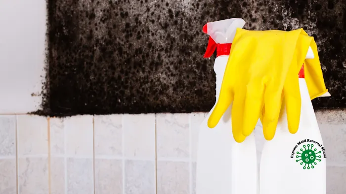 Express Mold Removal Miami Picture 3