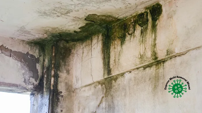 Express Mold Removal Miami Picture 4
