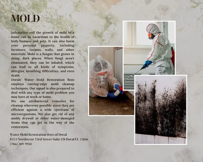Water Mold Restoration Boss of Doral Picture 1