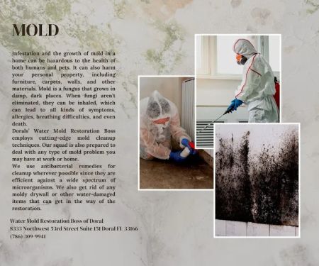 Water Mold Restoration Boss of Doral